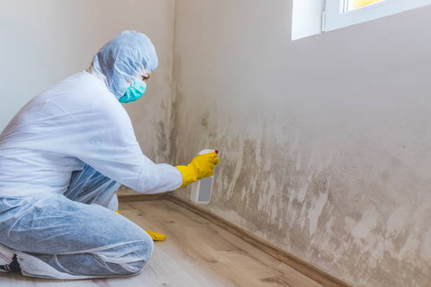 Black mold inspection in Henderson
